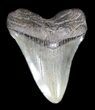 Fossil Megalodon Tooth - South Carolina #36273-1